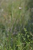 Geropogon hybridus