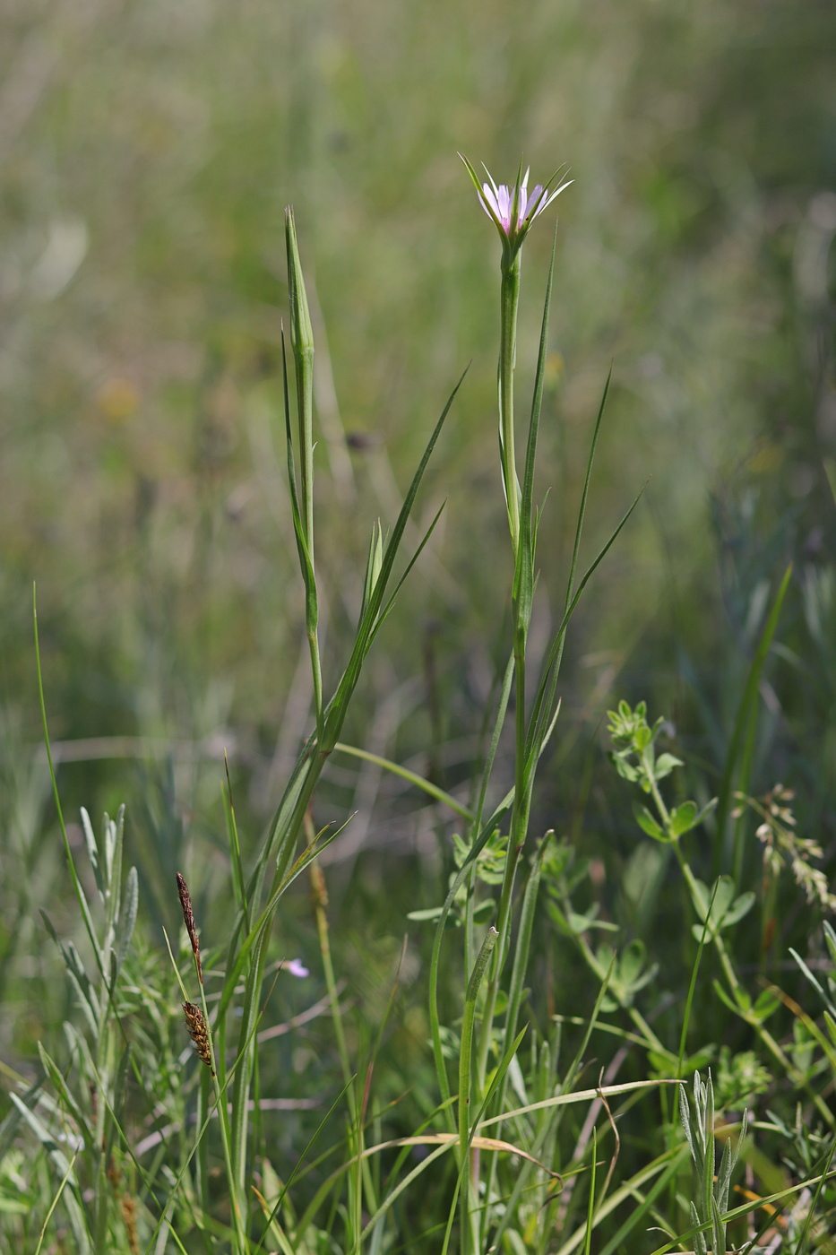 Image of Geropogon hybridus specimen.