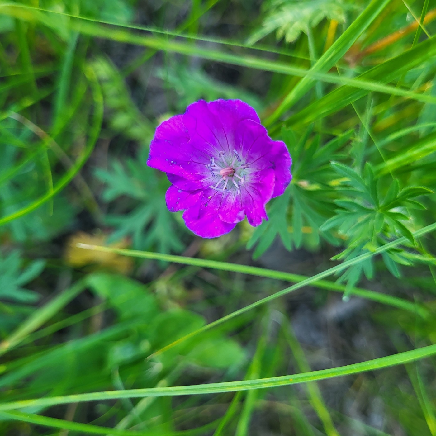 Image of Geranium sanguineum specimen.