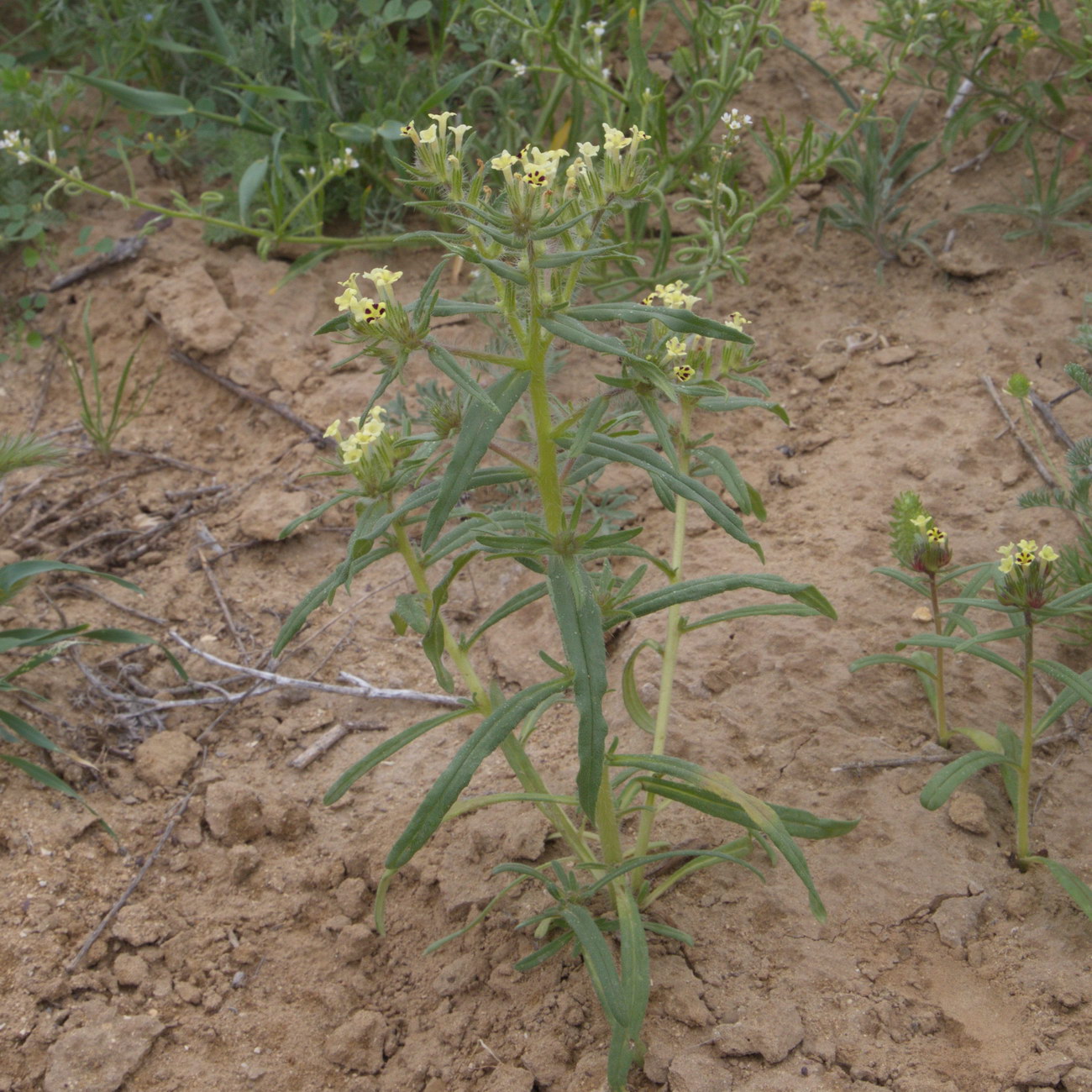 Image of Arnebia decumbens specimen.