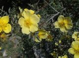 Rosa kokanica