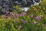 Chamaenerion colchicum. Цветущие растения в сообществе с Alchemilla stricta. Республика Карачаево-Черкесия, Домбай, верховья долины р. Аманауз, 2200 м н.у.м. 20.07.2012.