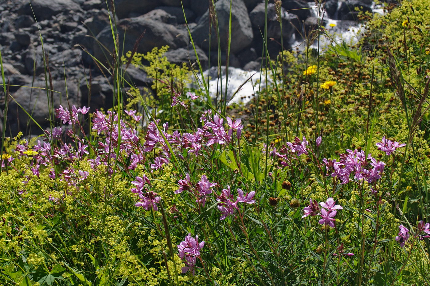 Image of Chamaenerion colchicum specimen.
