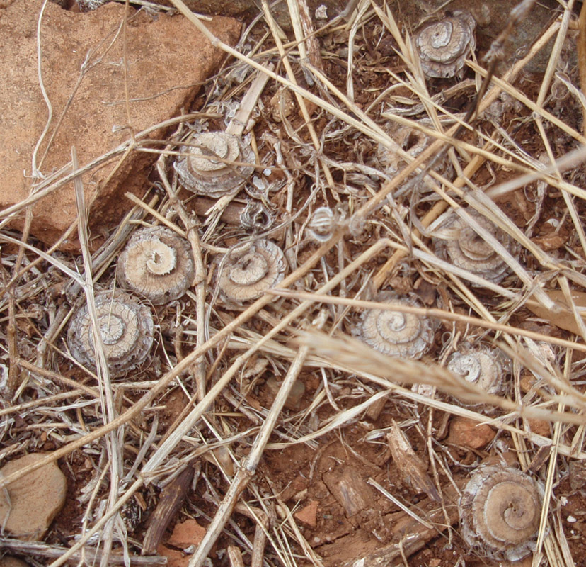 Image of genus Medicago specimen.