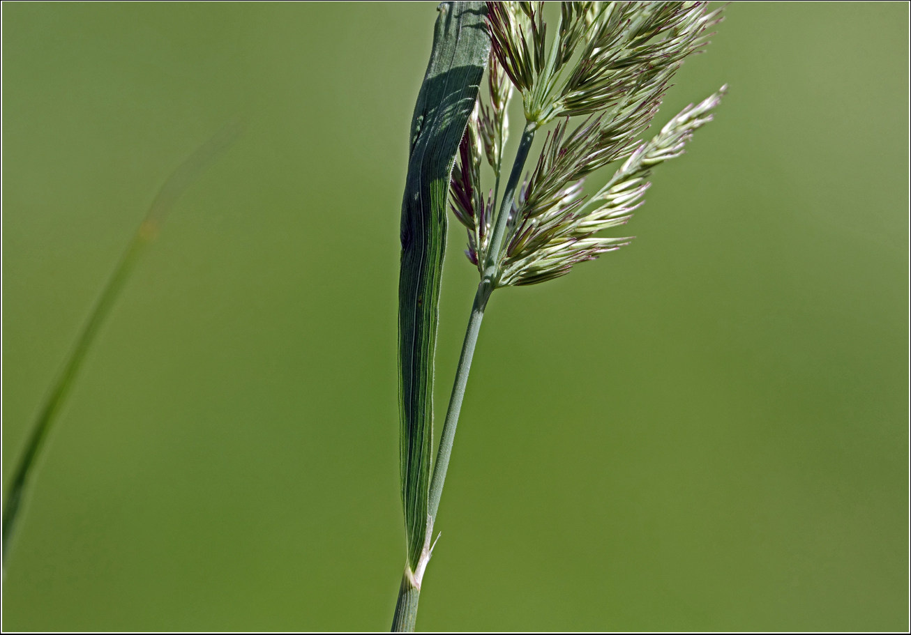Image of Calamagrostis epigeios specimen.