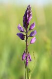 Polygala comosa