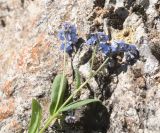 род Myosotis