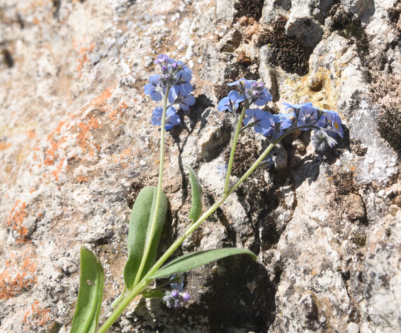 Изображение особи род Myosotis.
