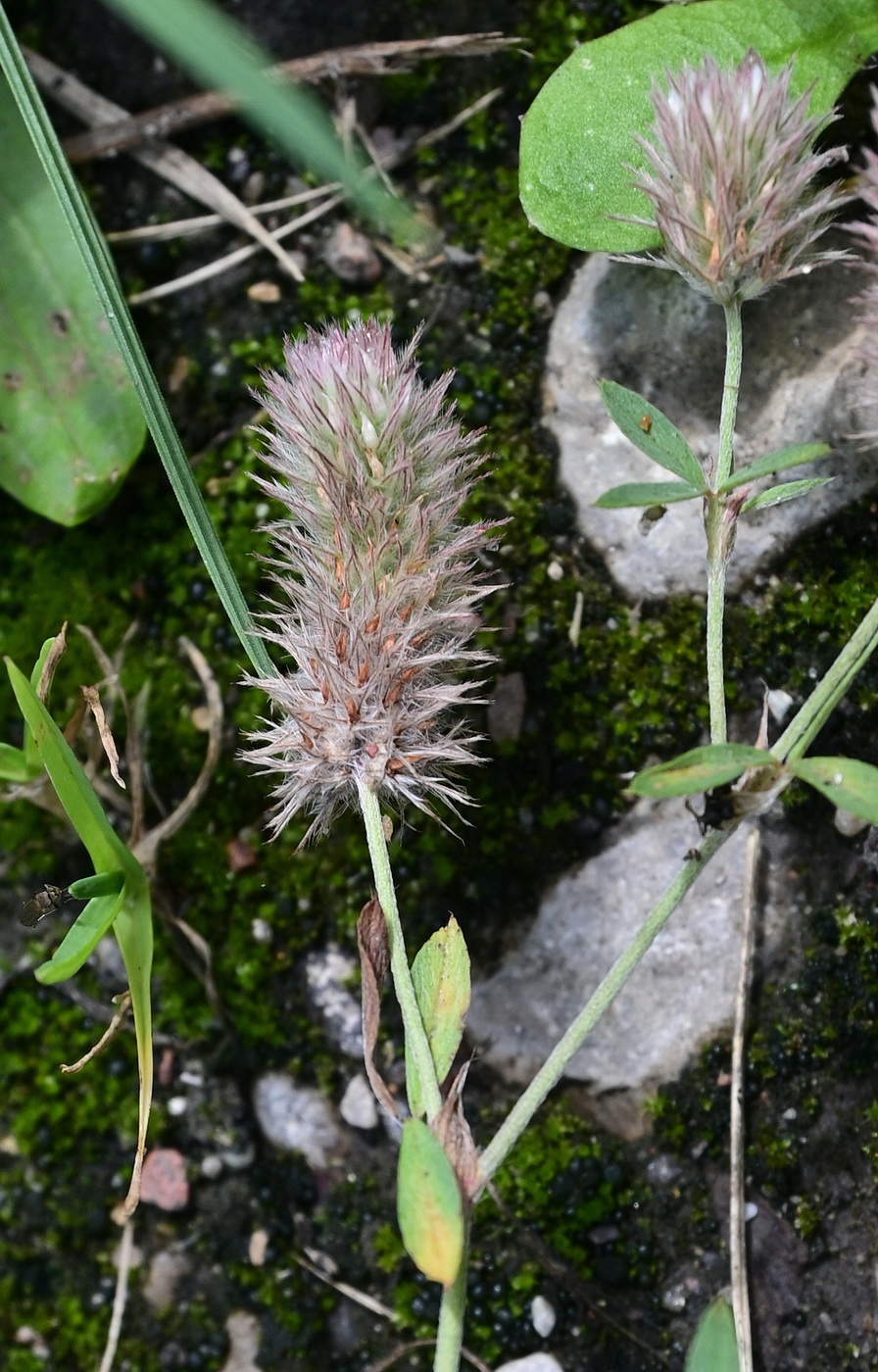 Изображение особи Trifolium arvense.