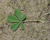Potentilla incana