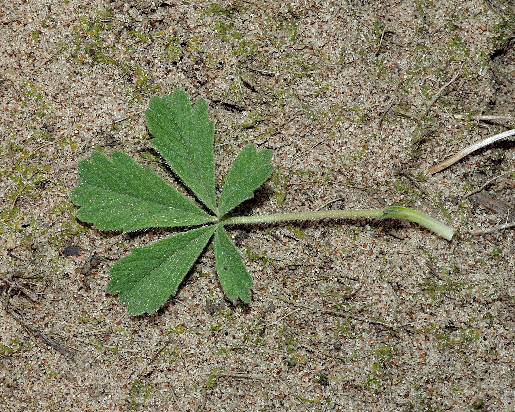Image of Potentilla incana specimen.