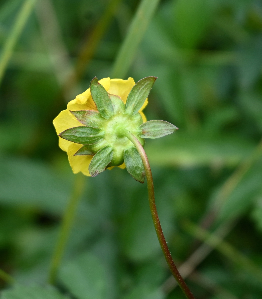 Изображение особи Potentilla reptans.