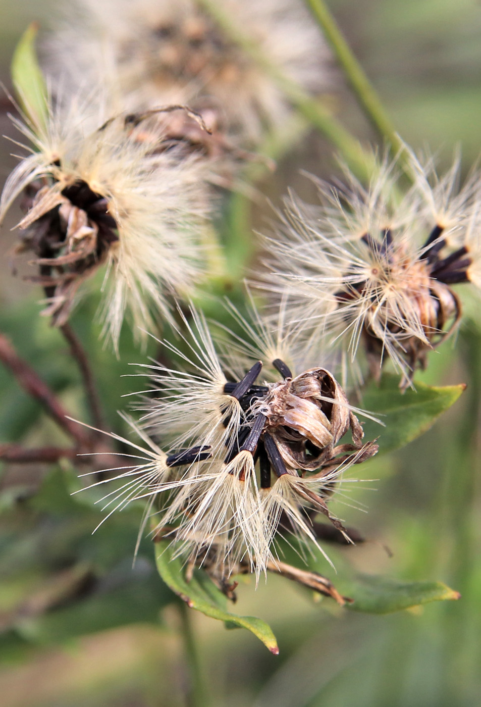 Image of Senecio erucifolius specimen.