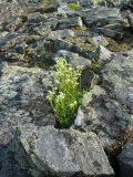 Saxifraga bronchialis