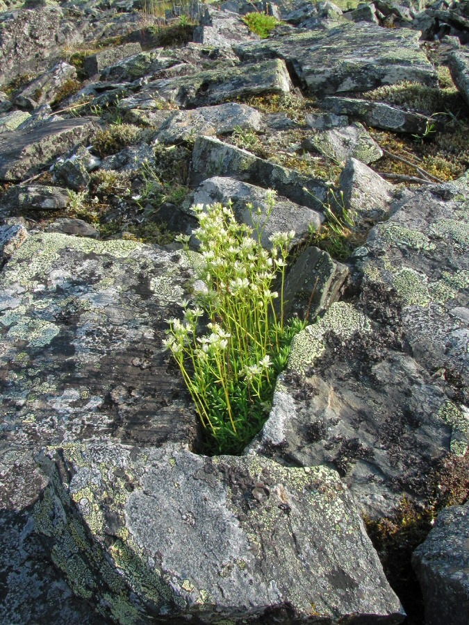 Изображение особи Saxifraga bronchialis.