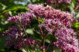 род Eupatorium. Часть соцветия с питающимися пчелой и шмелём. Пермь, Ленинский р-н, городская эспланада. 1 сентября 2024 г.