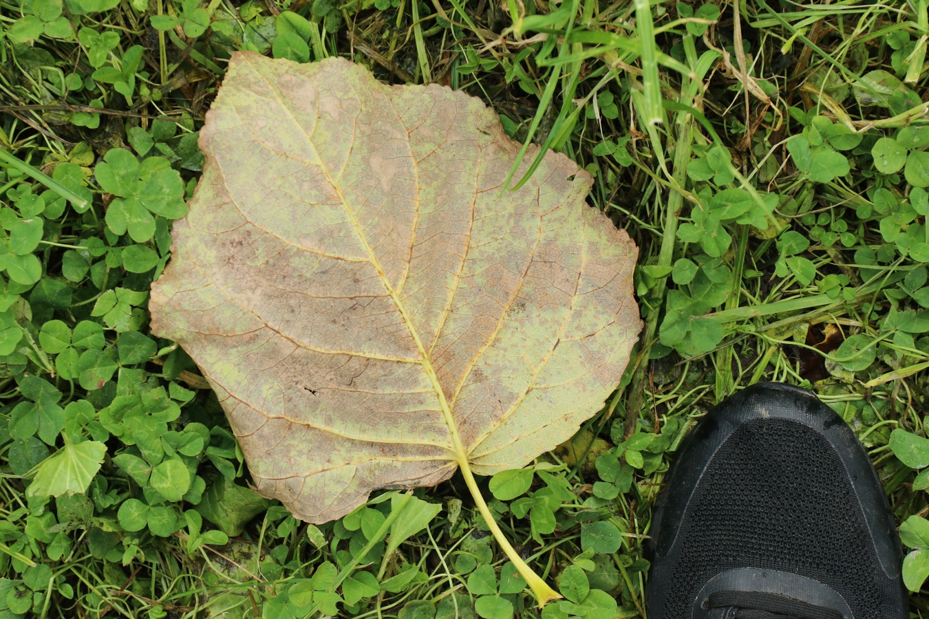 Изображение особи род Populus.