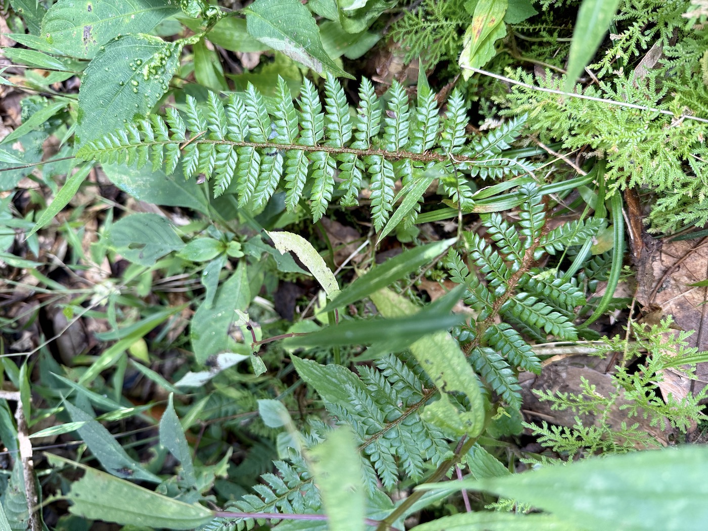 Изображение особи Polystichum neolobatum.