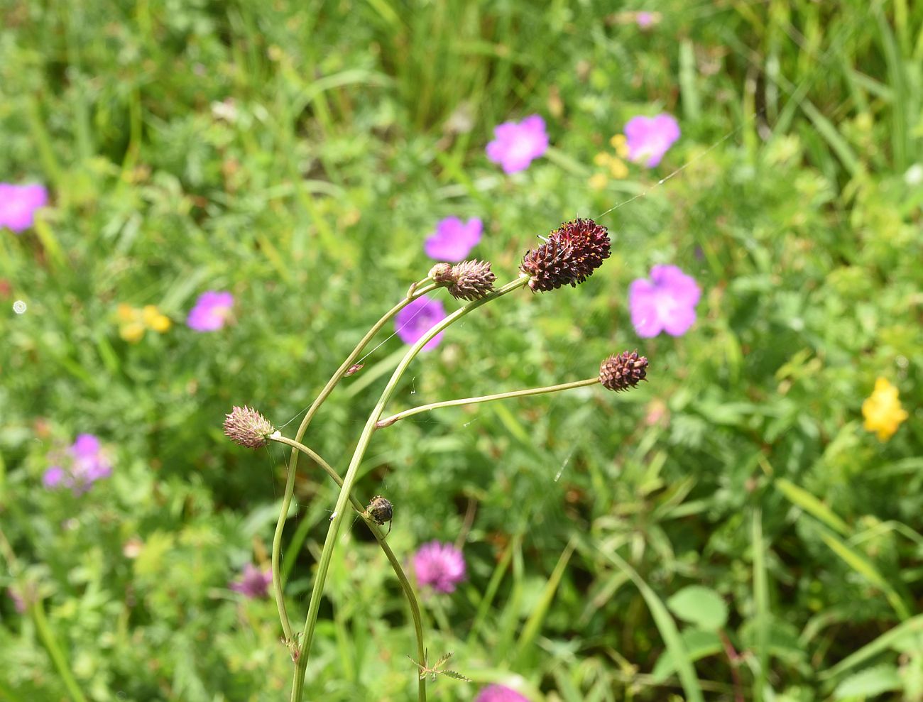Изображение особи Sanguisorba officinalis.