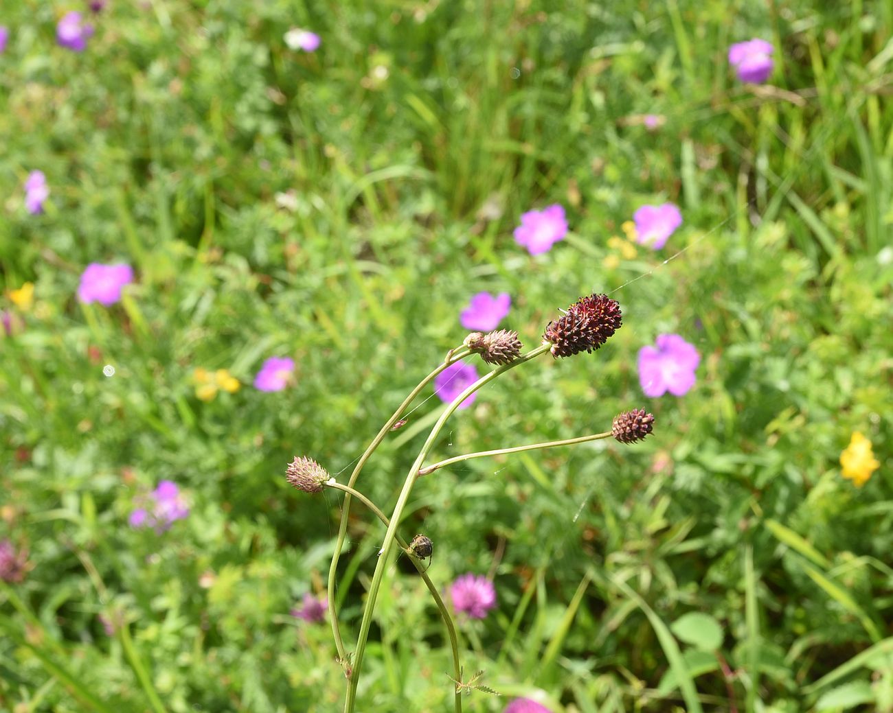 Image of genus Sanguisorba specimen.