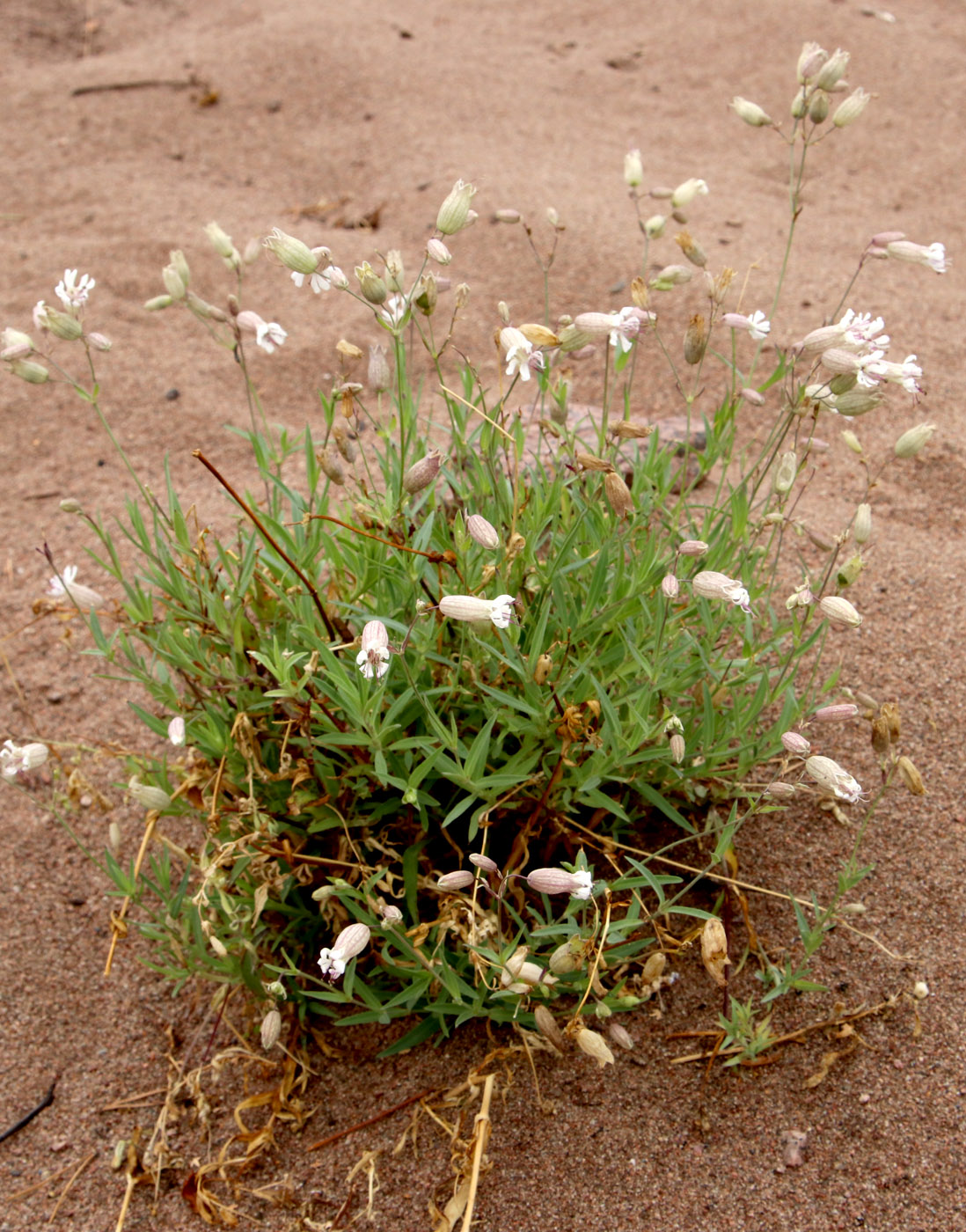 Image of Oberna littoralis specimen.