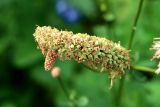 Sanguisorba obtusa. Соплодие. Белгородская обл., пос. Ракитное, ул. Сосновая 2, в культуре. 10 июля 2022 г.