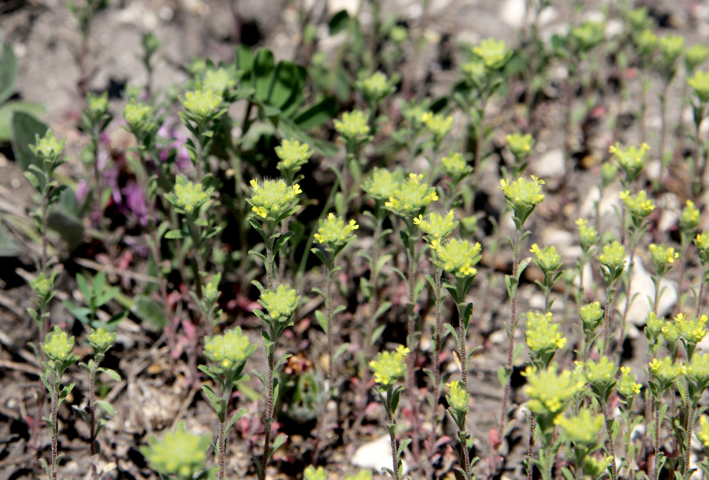 Изображение особи Alyssum alyssoides.