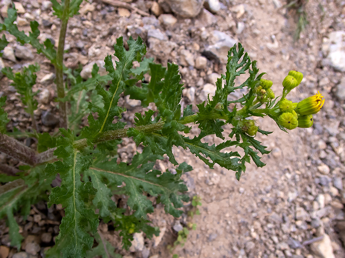 Image of Senecio vernalis specimen.