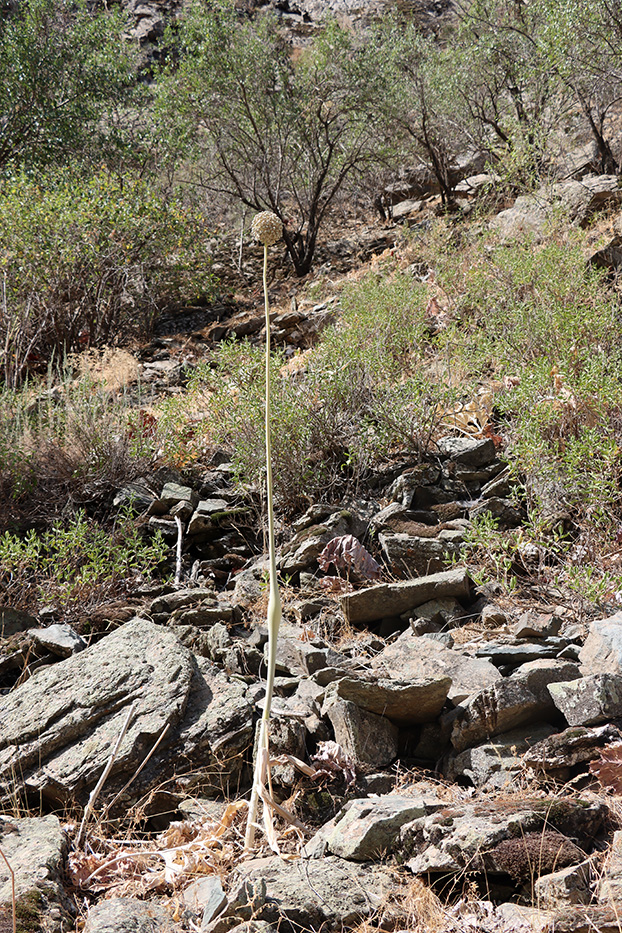 Изображение особи Allium praemixtum.