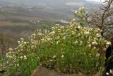 Erophila verna