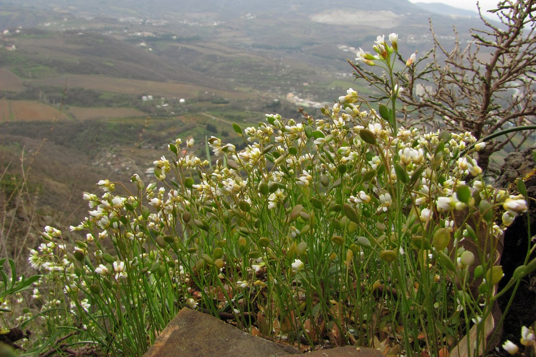 Изображение особи Erophila verna.