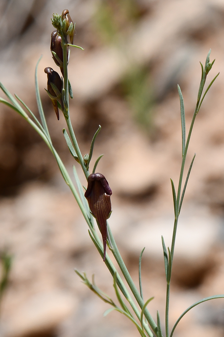 Изображение особи Linaria popovii.