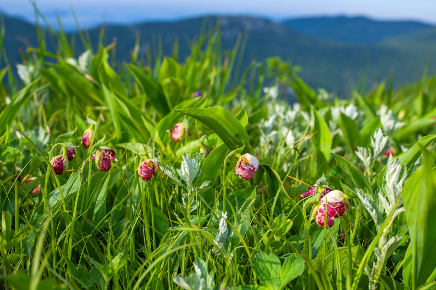 Image of Cypripedium guttatum specimen.