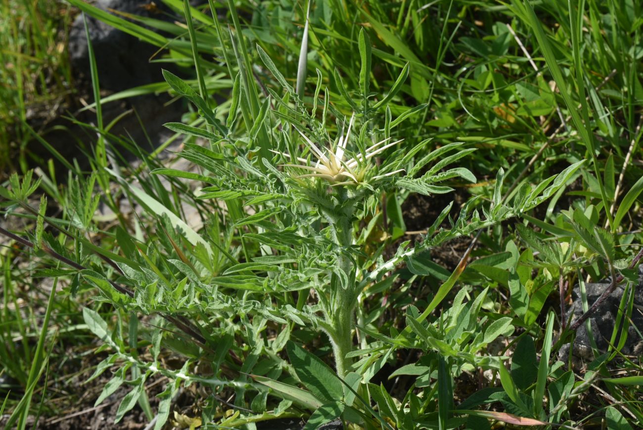 Image of Centaurea iberica specimen.