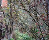 Euonymus europaeus. Часть кроны с созревшими плодами (во время снегопада). Московская обл., Раменский р-н, окр. дер. Хрипань, садовый участок. 08.10.2015.