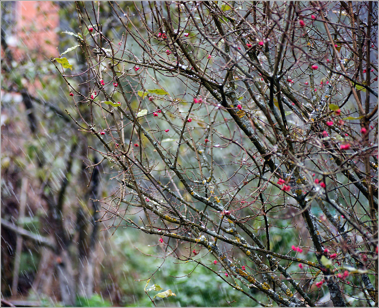 Image of Euonymus europaeus specimen.