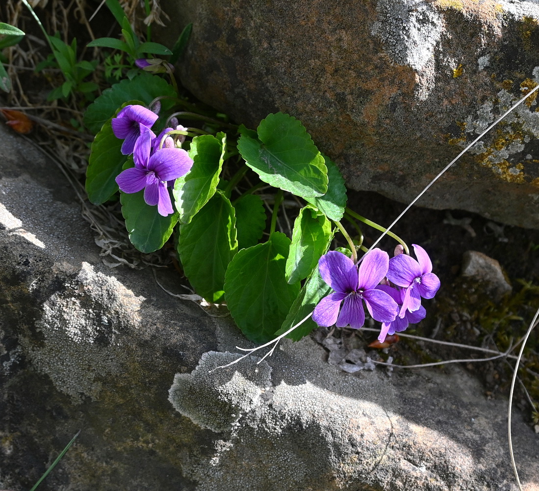 Изображение особи род Viola.