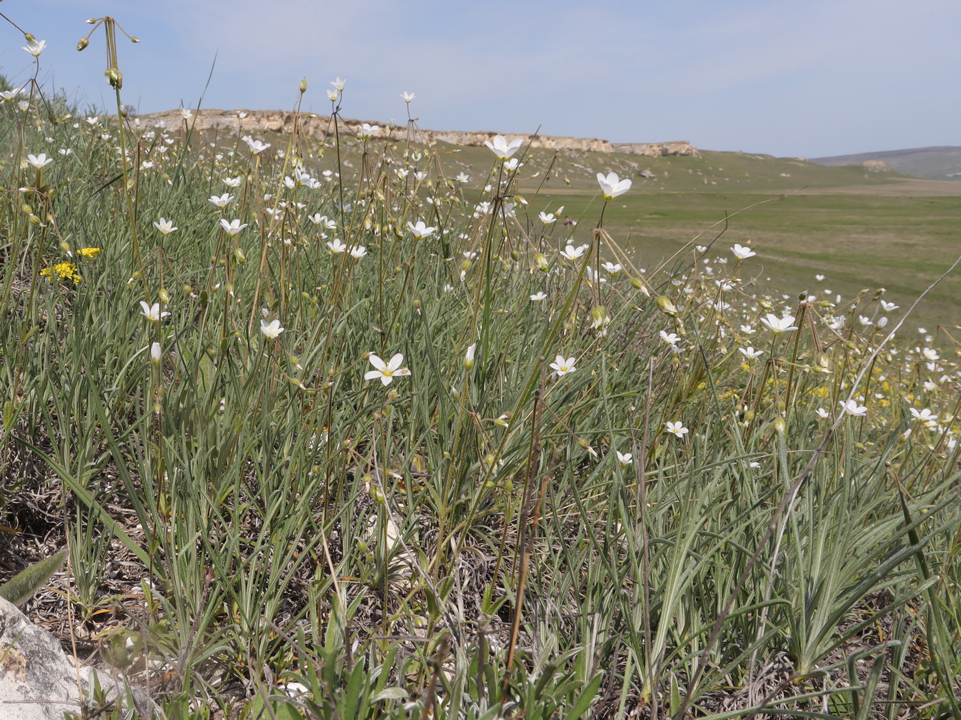 Изображение особи Holosteum glutinosum ssp. liniflorum.