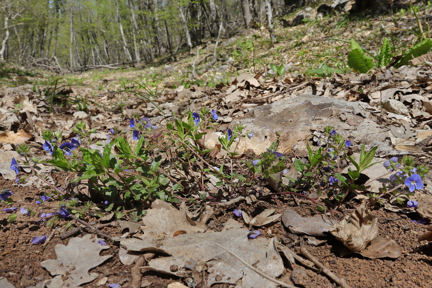 Изображение особи Veronica umbrosa.