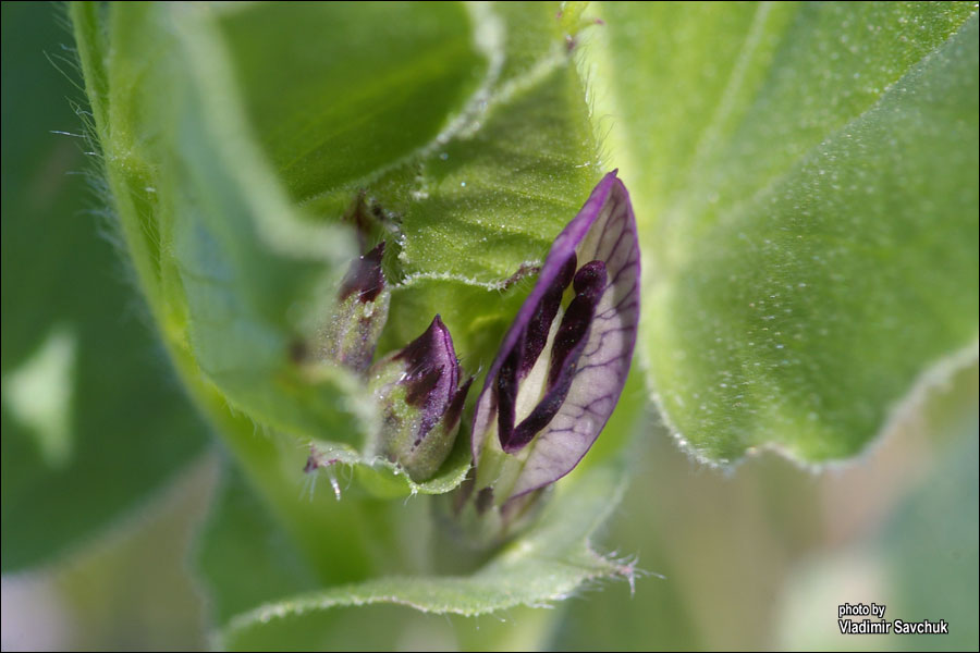 Изображение особи Vicia narbonensis.