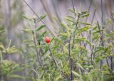 Daphne gnidioides. Верхушка побега с плодом. Турция, пров. Анталья, р-н Демре, окр. г. Демре, пляж Чайагзы (Çayağzı Plajı), зарастающие дюны. 06.01.2026.