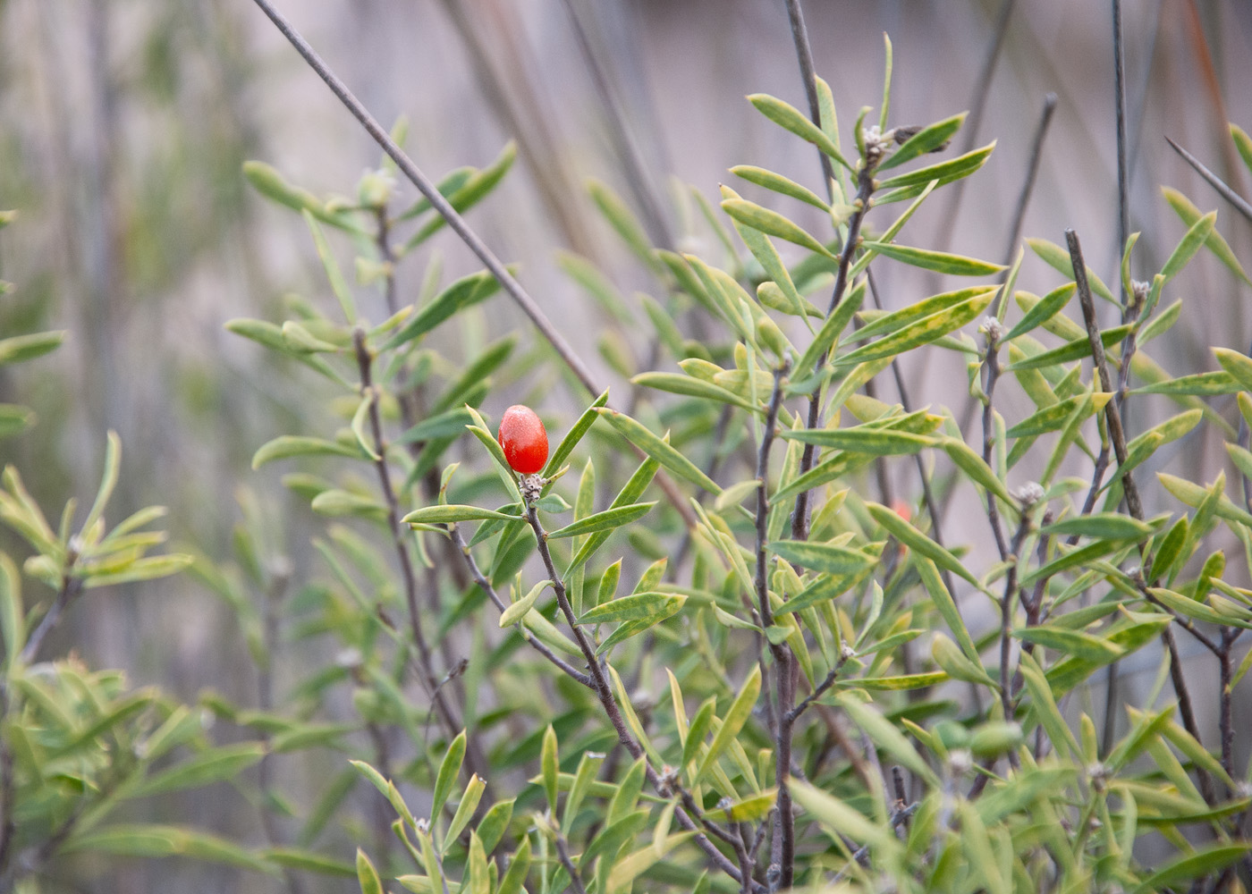 Image of Daphne gnidioides specimen.