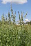 Beckmannia eruciformis. Цветущие растения. Крым, Севастополь, Байдарская дол., луг. 12.06.2026.