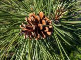 Pinus pallasiana