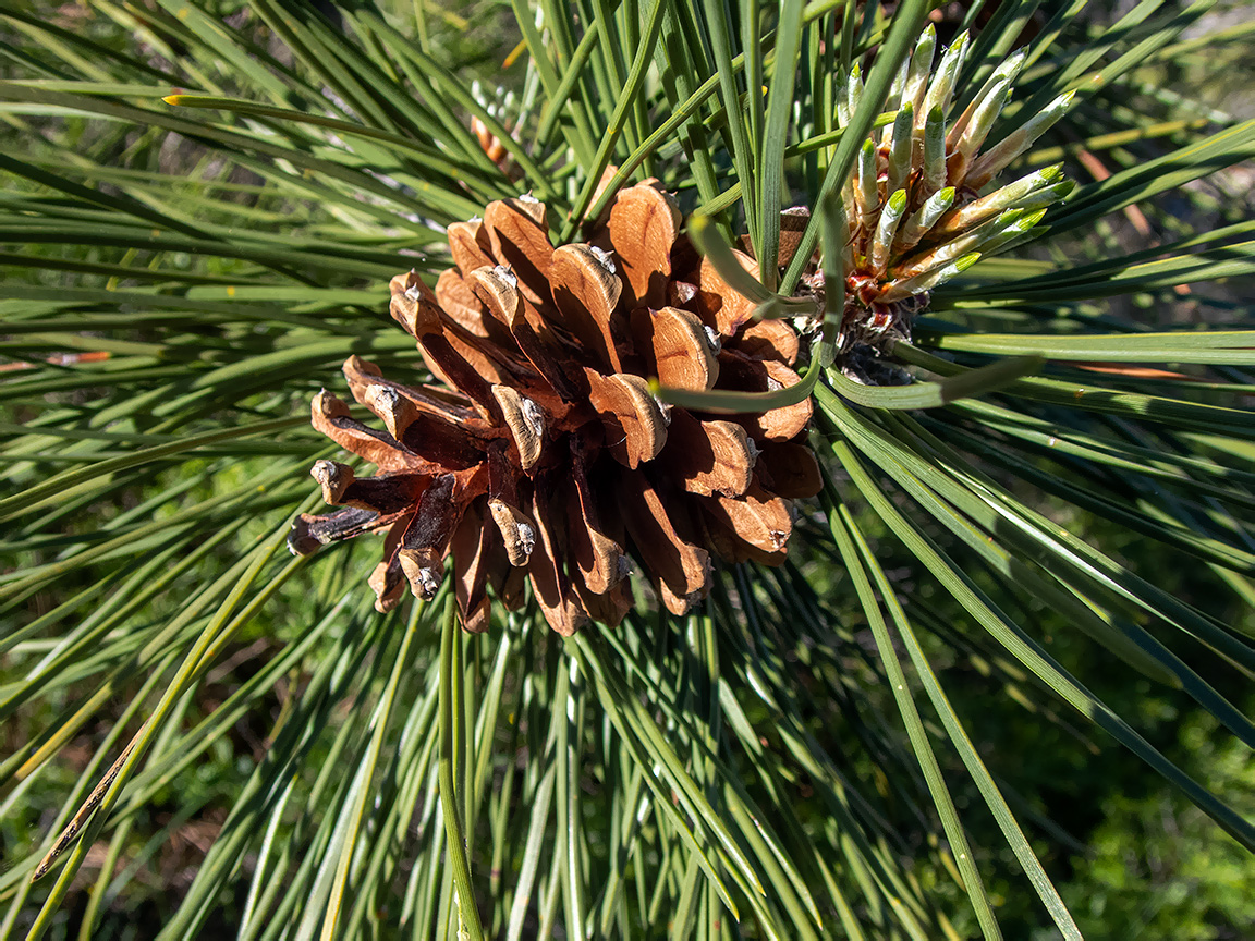 Image of Pinus pallasiana specimen.