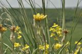 View full-size image genus Scorzonera