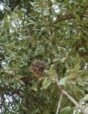 Quercus ithaburensis. Ветви плодоносящего дерева. Турция, ил Мугла, г. Бодрум, р-н Битез, территория кемпинга. 10.09.2024.