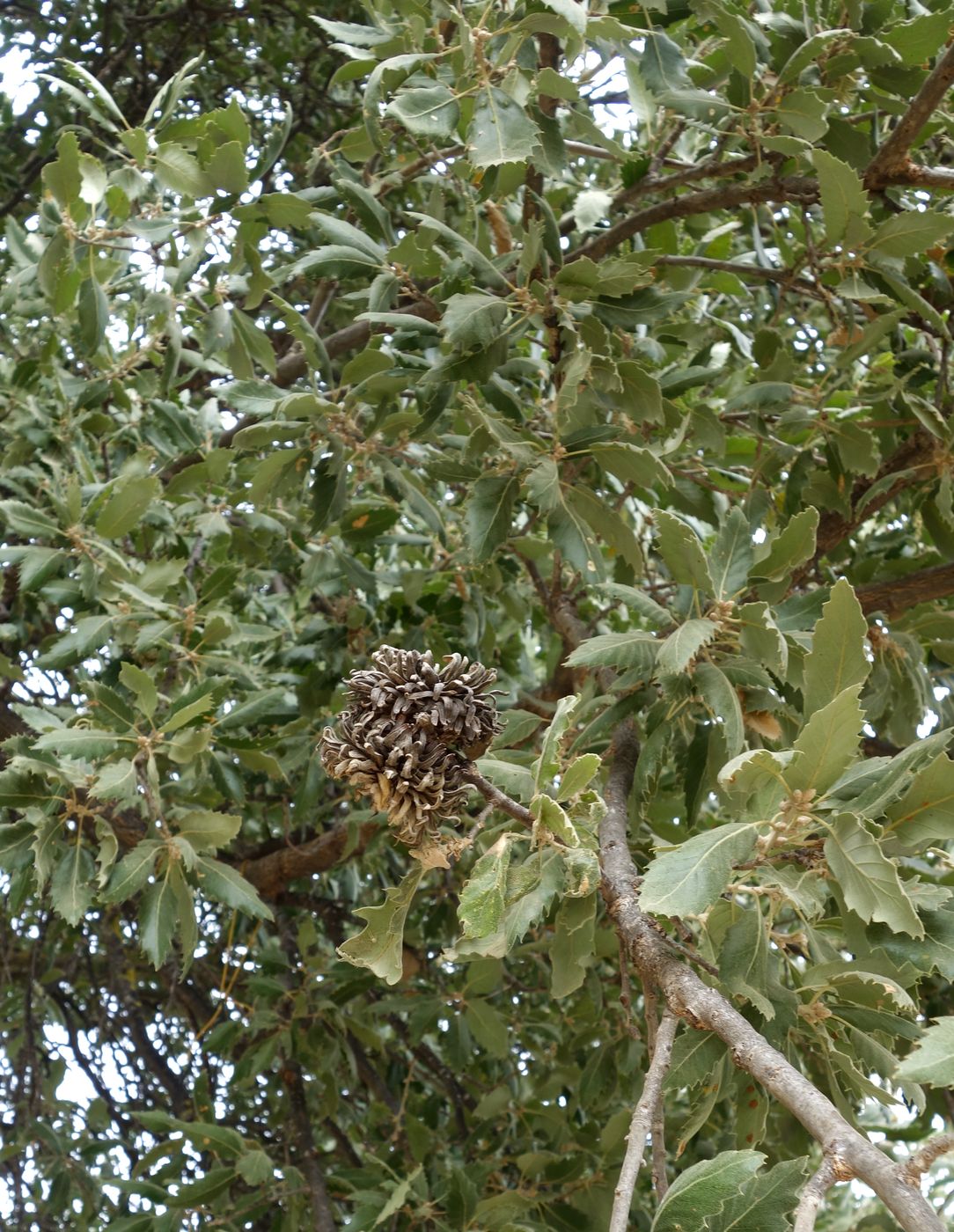 Image of Quercus ithaburensis specimen.