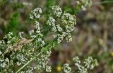 Galium mollugo. Верхушка побега с соцветиями. Калининградская обл., Правдинский р-н, пос. Дружба, окр. шлюза №1 Мазурского канала, опушка лиственного леса. 02.07.2025.