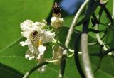 род Catalpa. Цветок с кормящимся муравьём. Приморский край, Шкотовский р-н, с. Новонежино, дачный участок. 08.08.2026.
